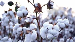 Cotton-procurement-through-MSP-operations-continuin
