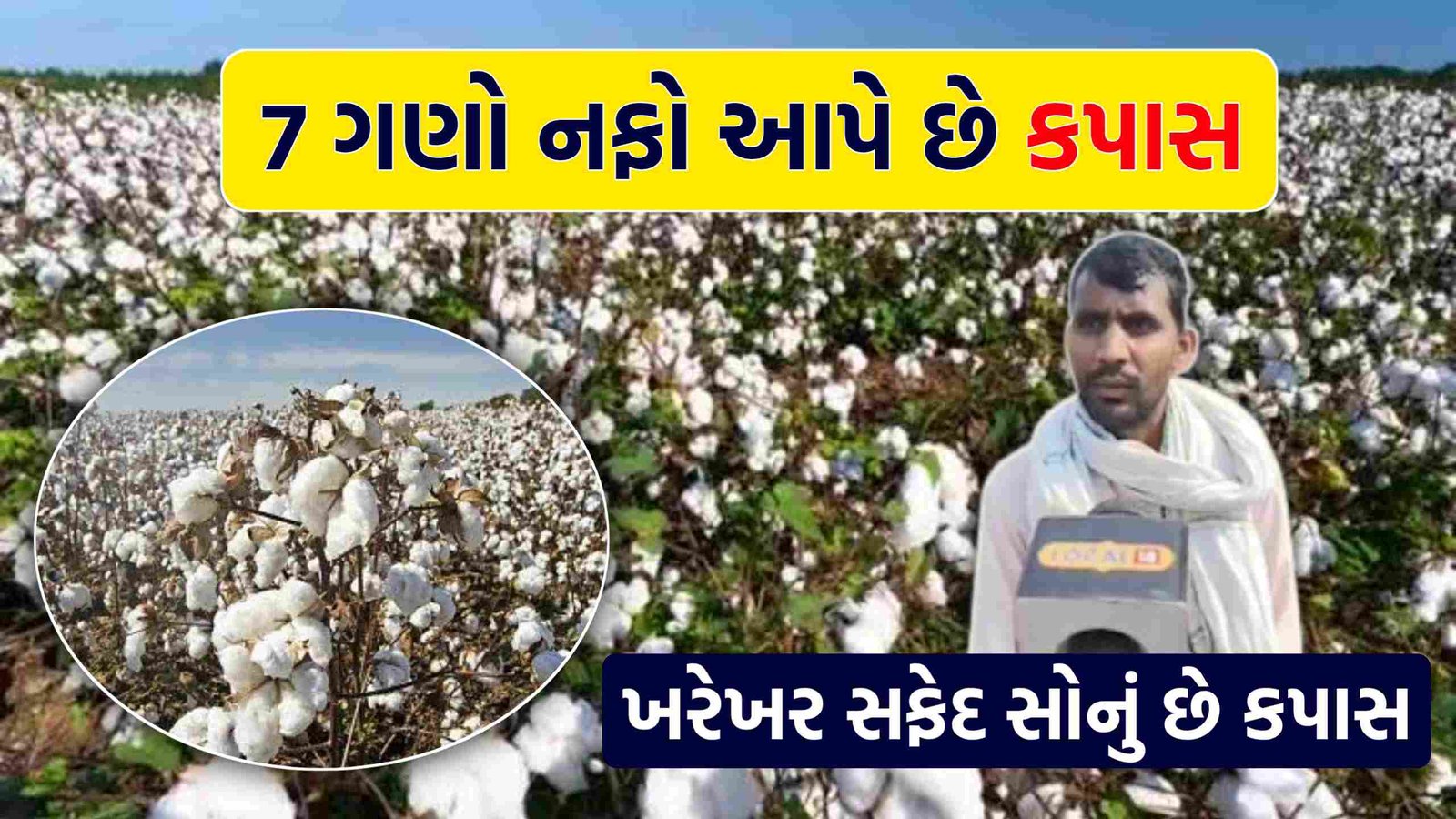 cotton farming