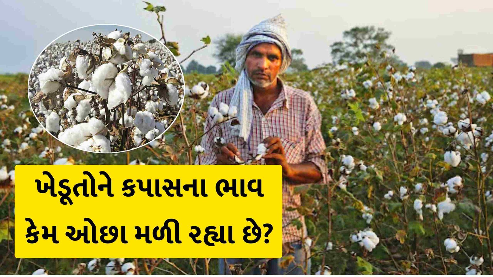price of cotton this year