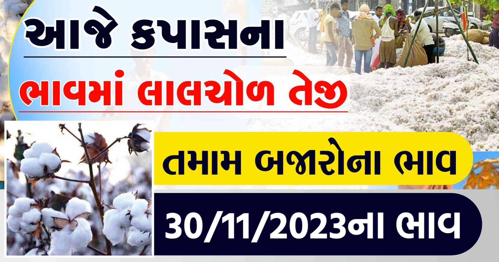 cotton price in gujarat