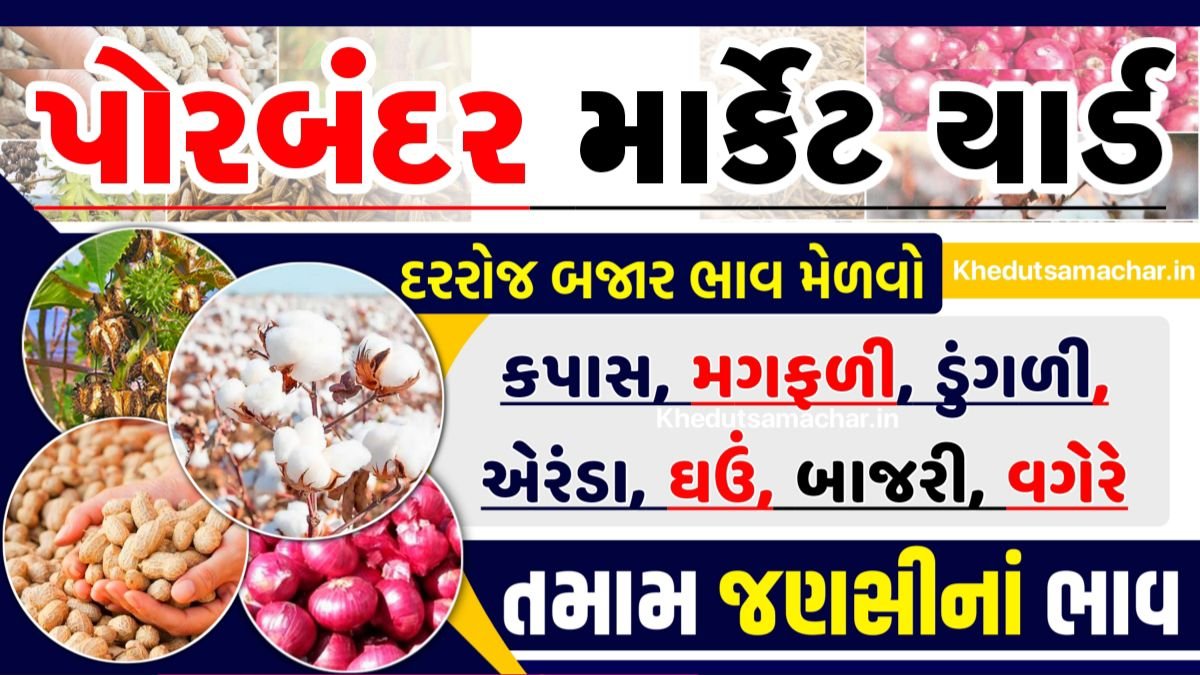 APMC Porbandar Market Yard Bhav