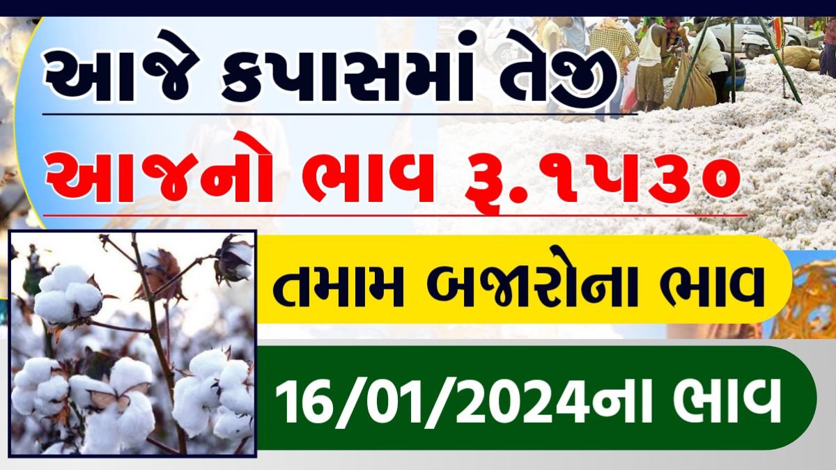 સાવરકુંડલામાં કપાસના ભાવ