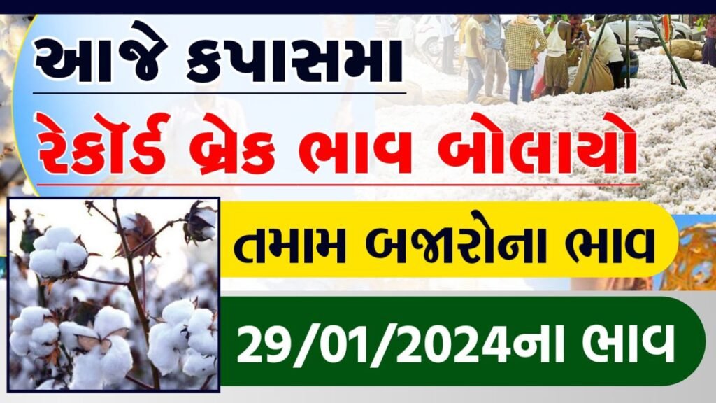 હળવદમાં કપાસના ભાવ