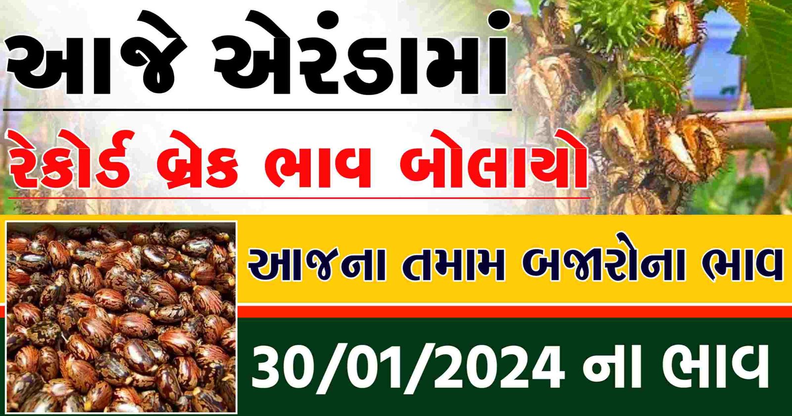 ભાવનગરમાં એરંડાના ભાવ