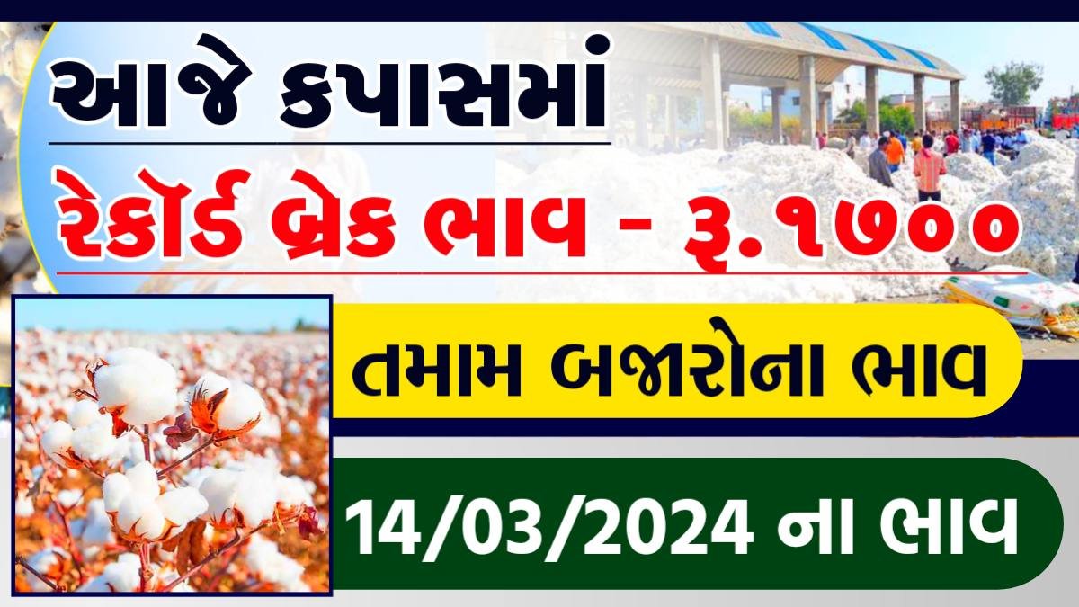 cotton price in gujarat