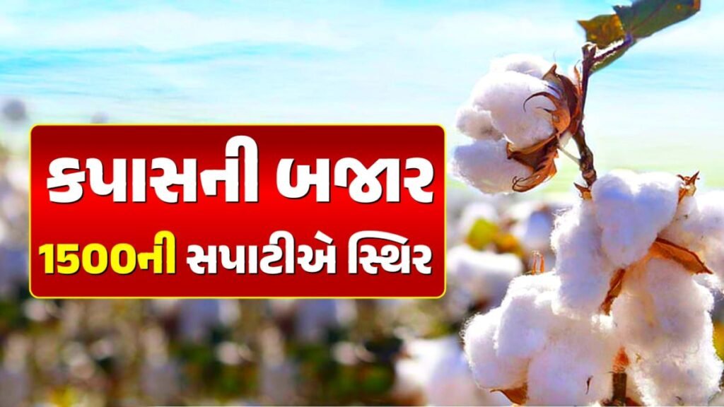 today cotton rate