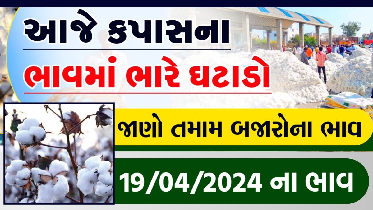 today cotton price