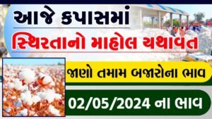cotton rate in gujarat