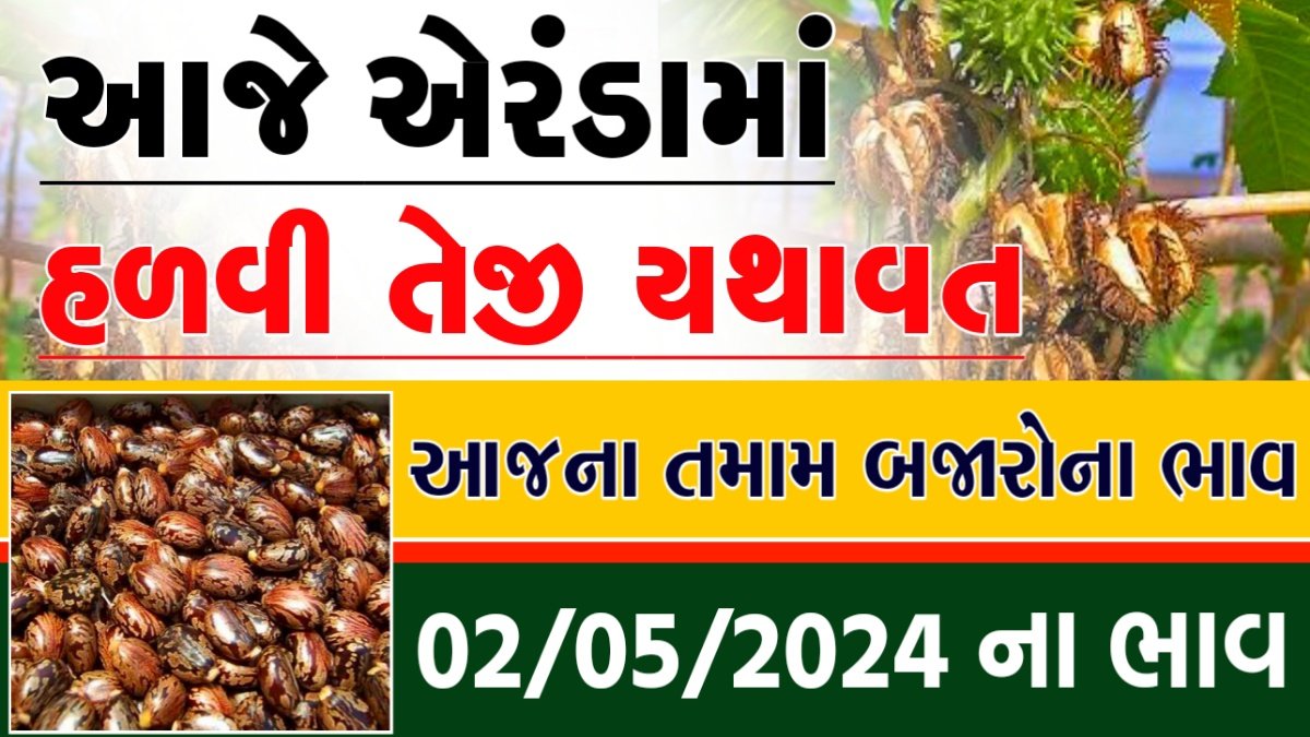 દિવેલા ભાવ