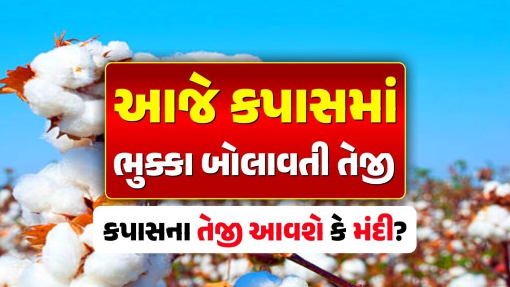 cotton price in gujarat