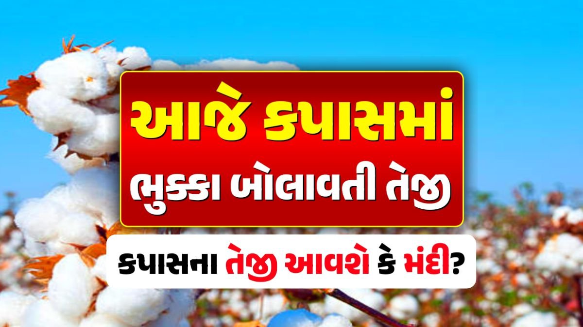 cotton price in gujarat