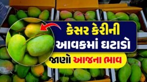 today mango price