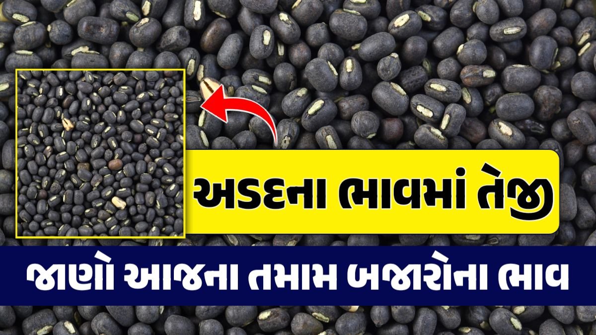 અડદનો ભાવ