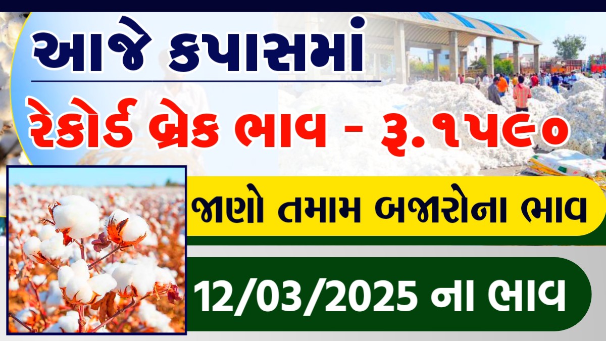 cotton price rajkot