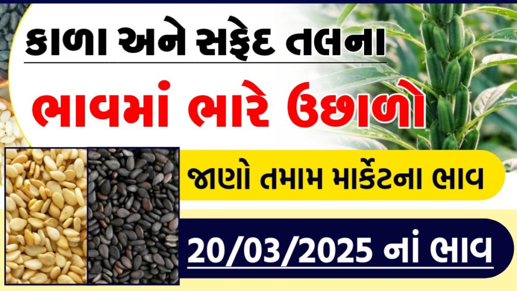 તલ ના ભાવ