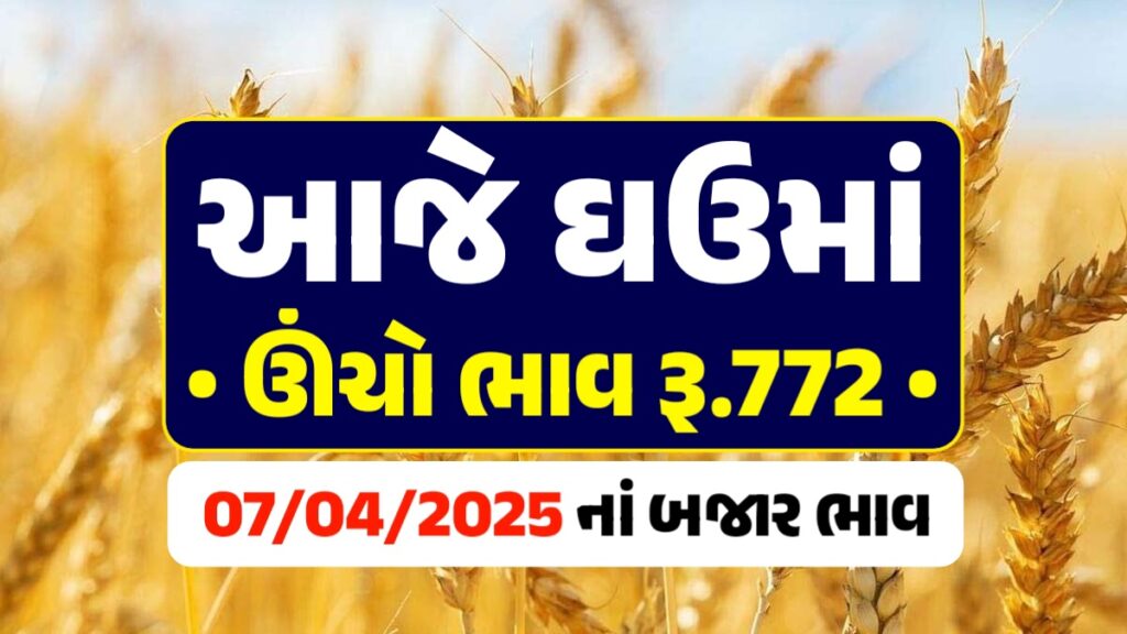 wheat price in rajkot
