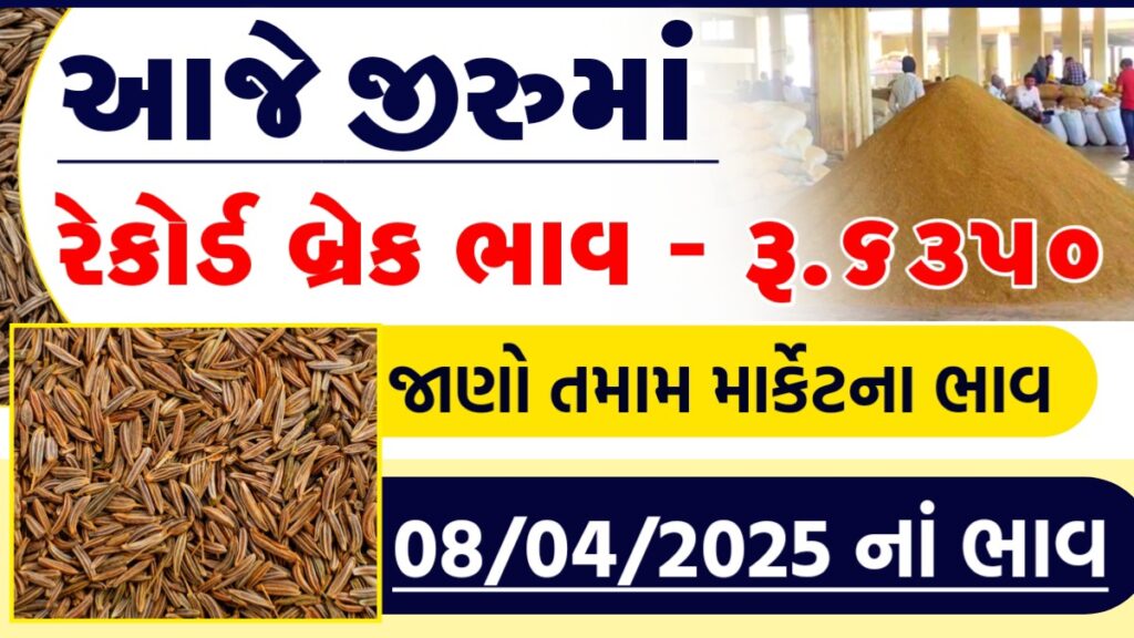 jiru bhav gujarat