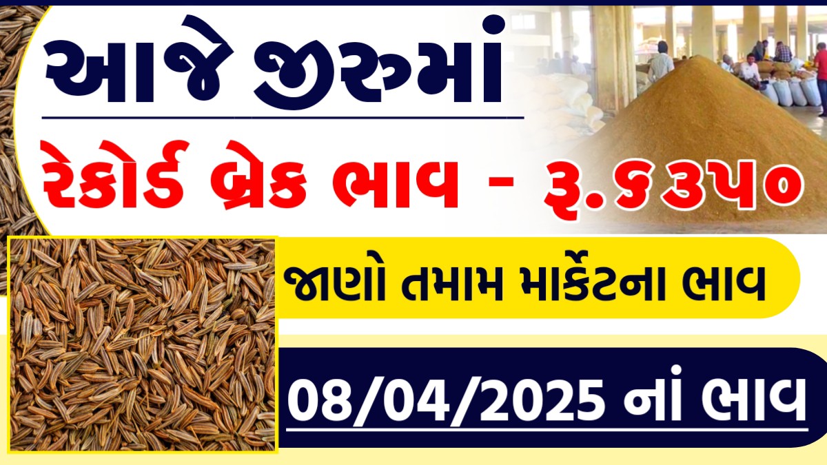 jiru bhav gujarat