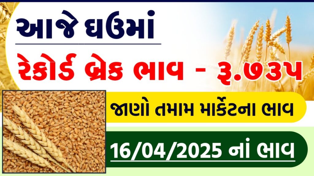 ghau price today