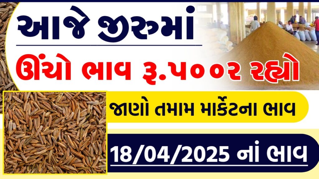 jeera today bhav