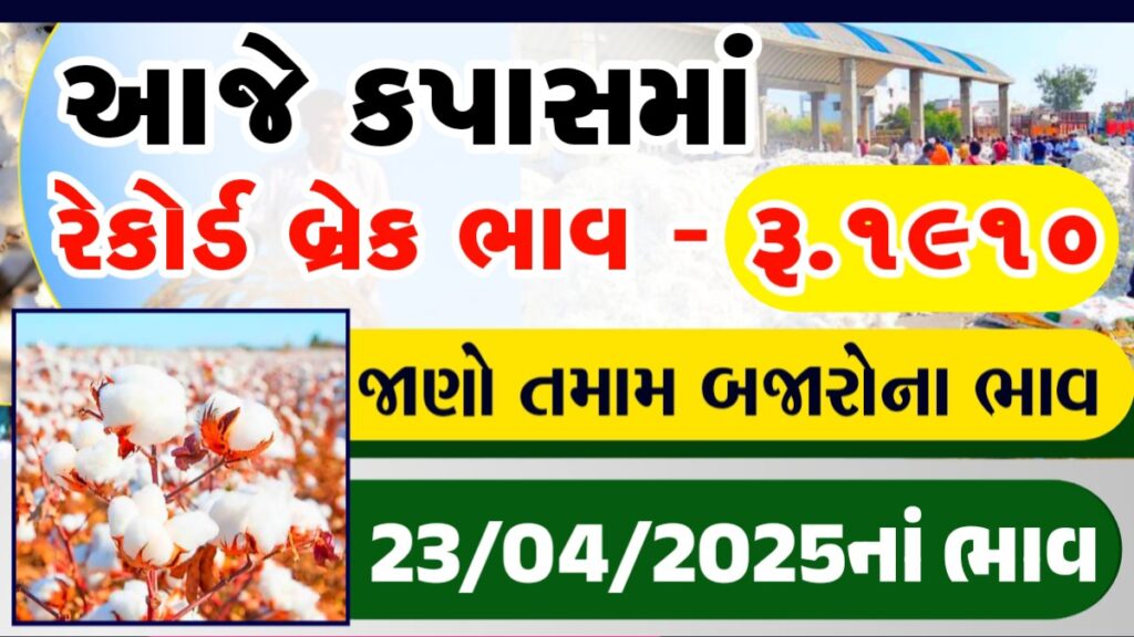 kapas bajar bhav rajkot