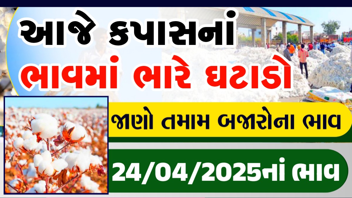 kapas no bhav amreli
