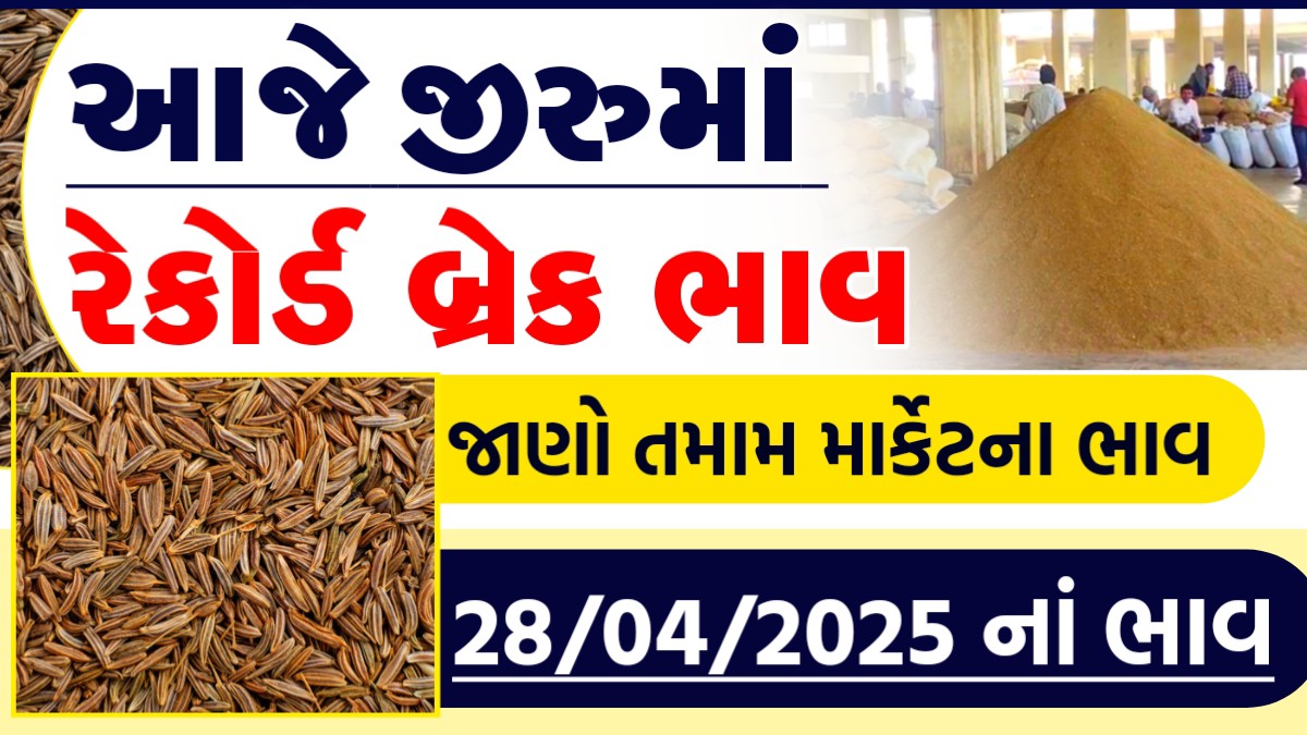 jeera ncdex live today