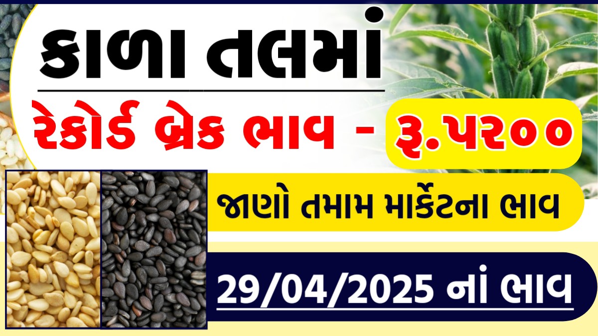 sesame commodity price