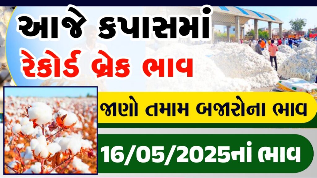 mcx cotton vayda bazar