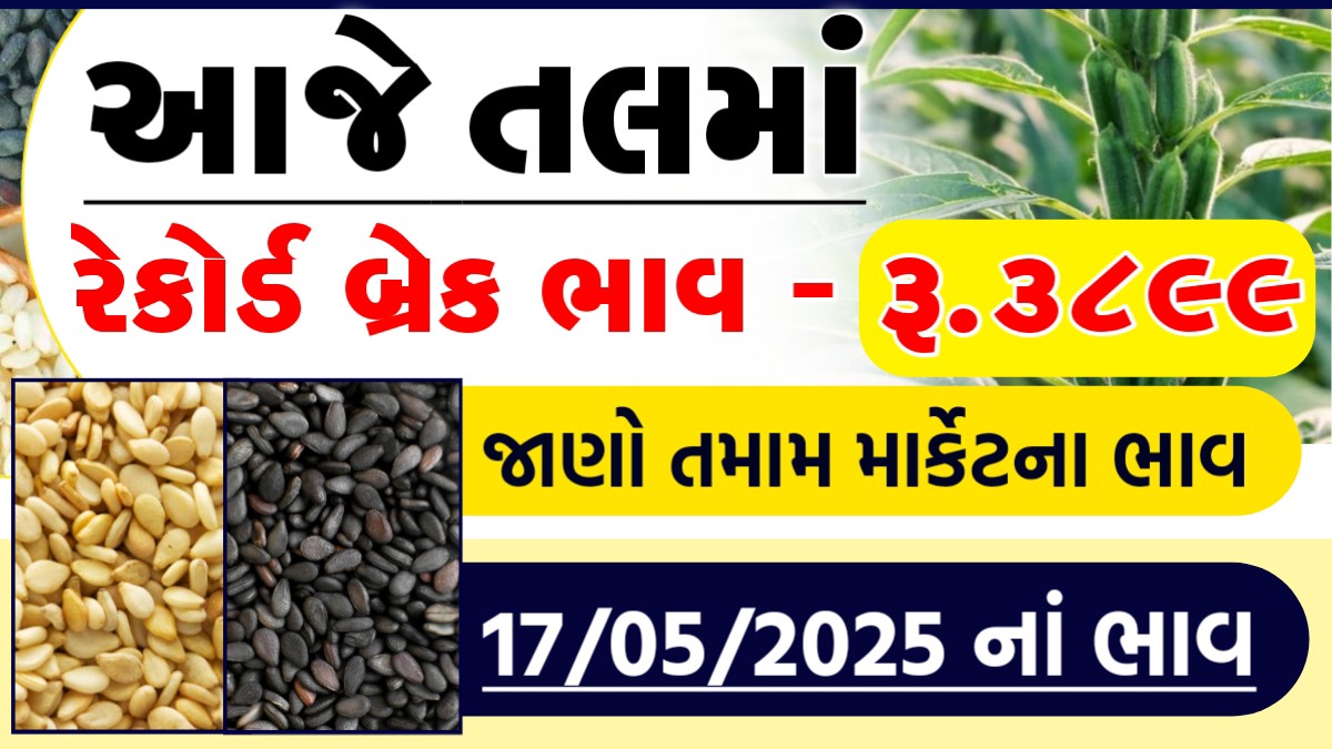 sesame market price today