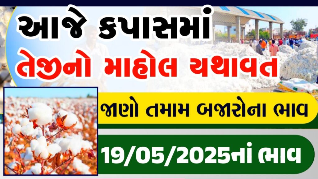 amreli kapas bhav today
