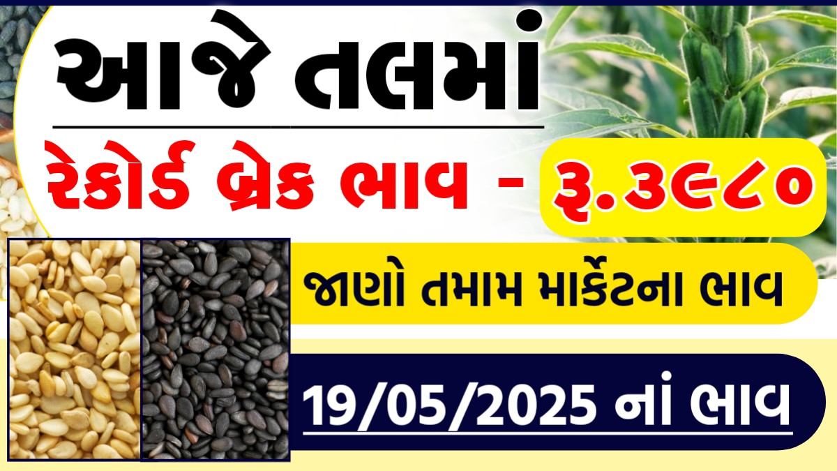 amreli sesame bhav today