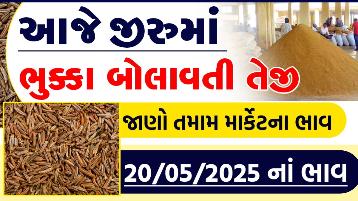amreli cumin bhav today