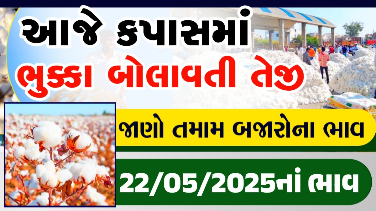 kapas na bhav botad