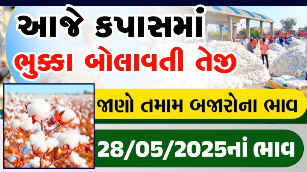 kapas bhav today gondal
