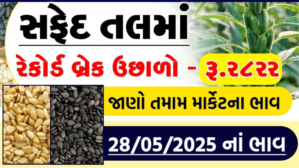 tal bhav today gondal