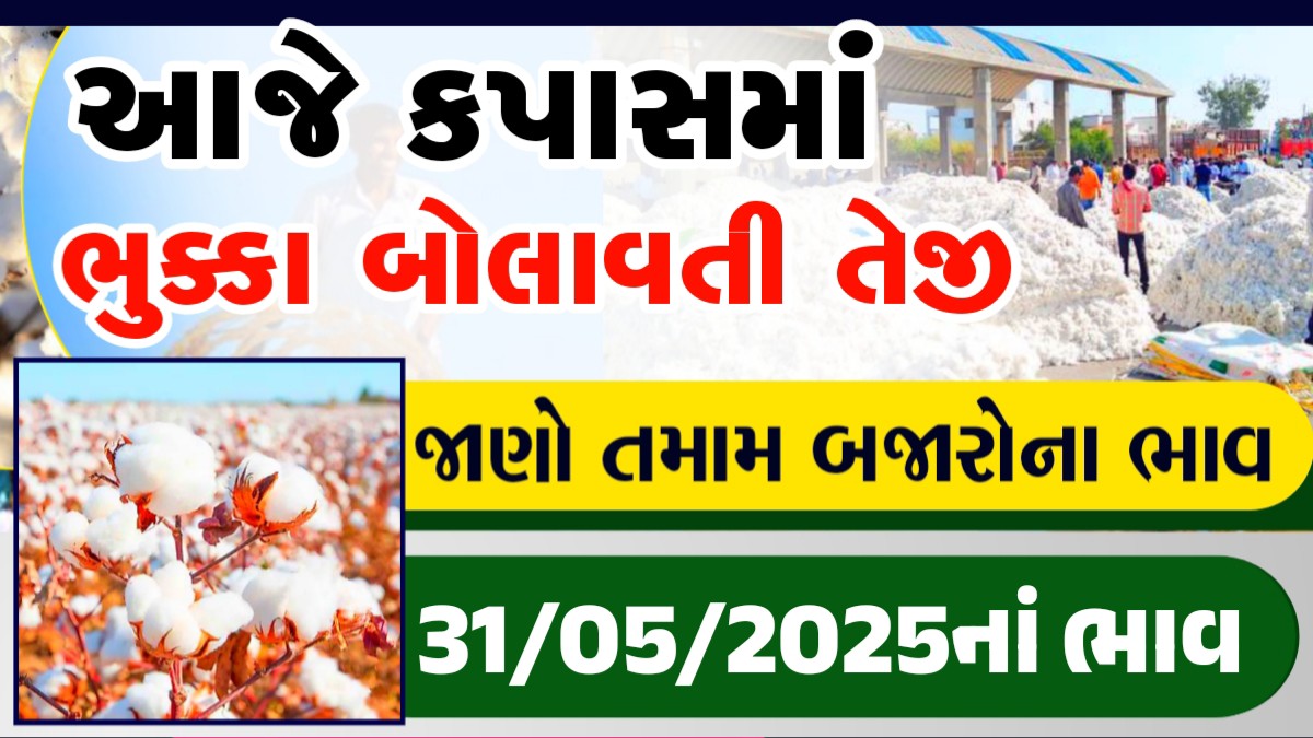 kapas bhav today gondal