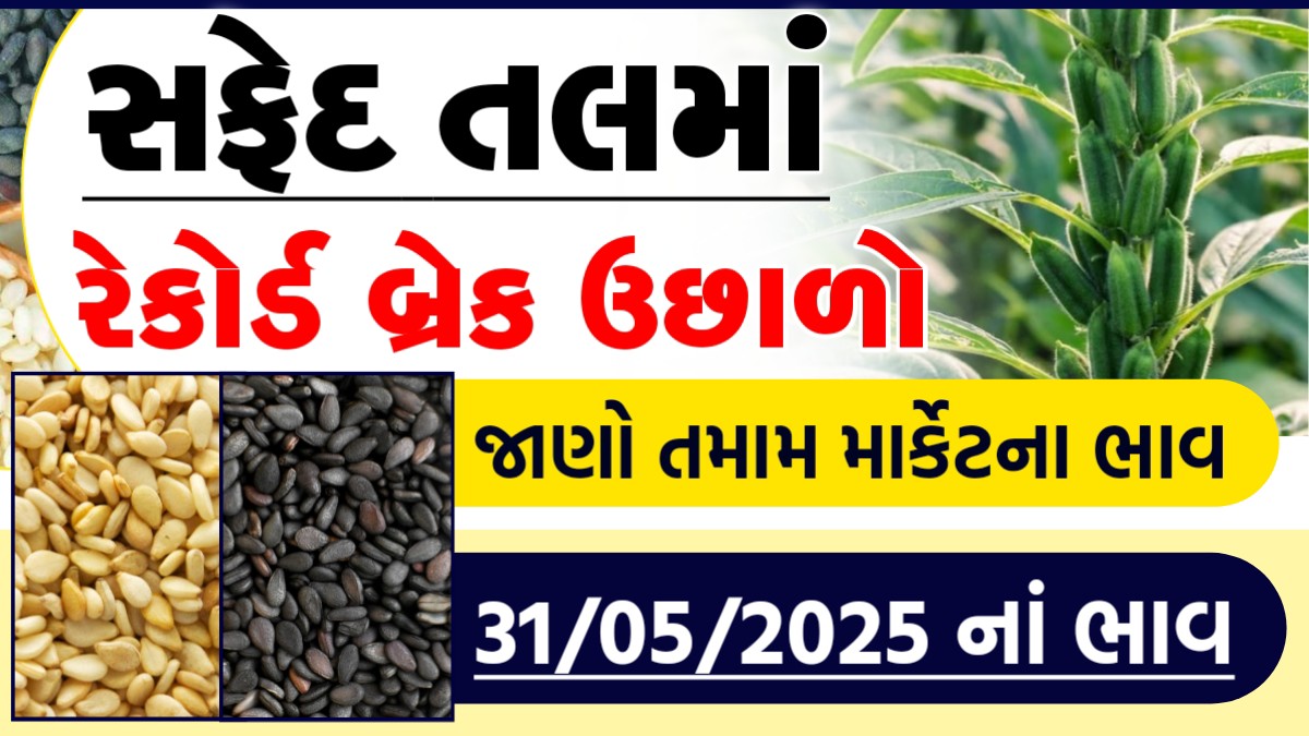 tal price in rajkot