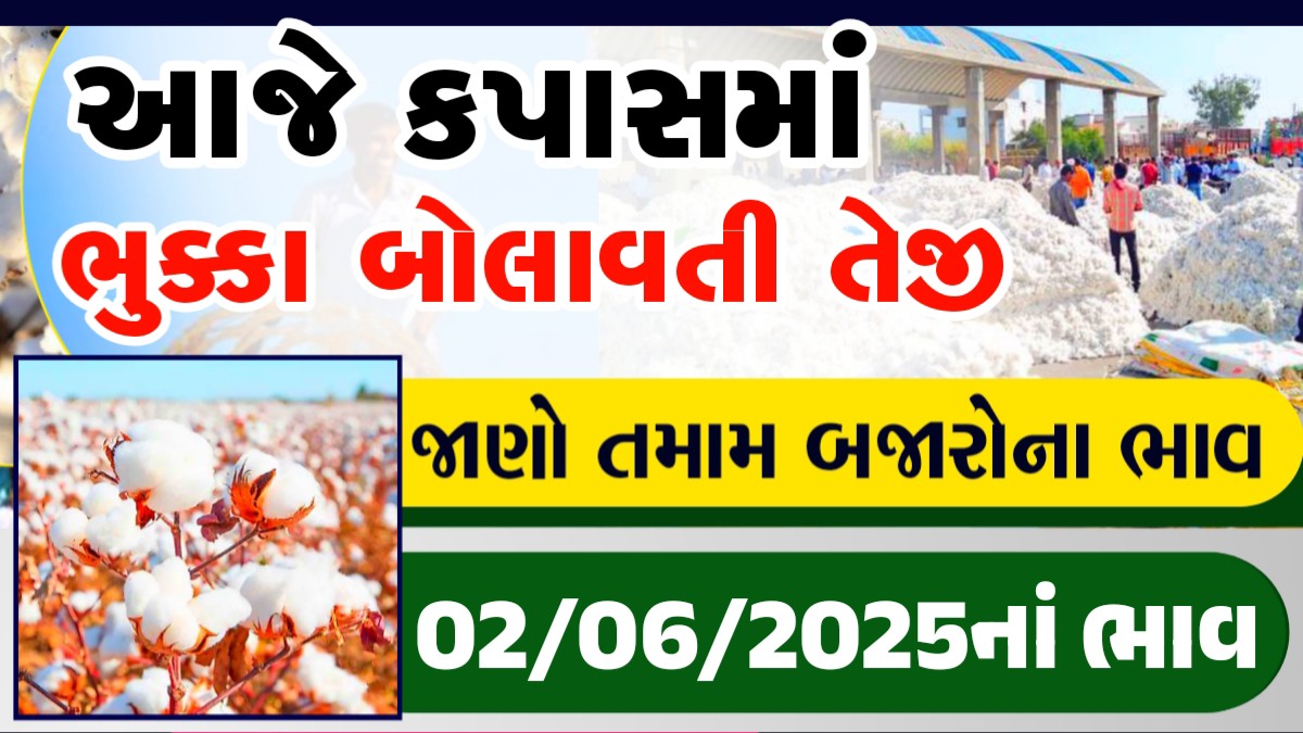 kapas bhav bhavnagar
