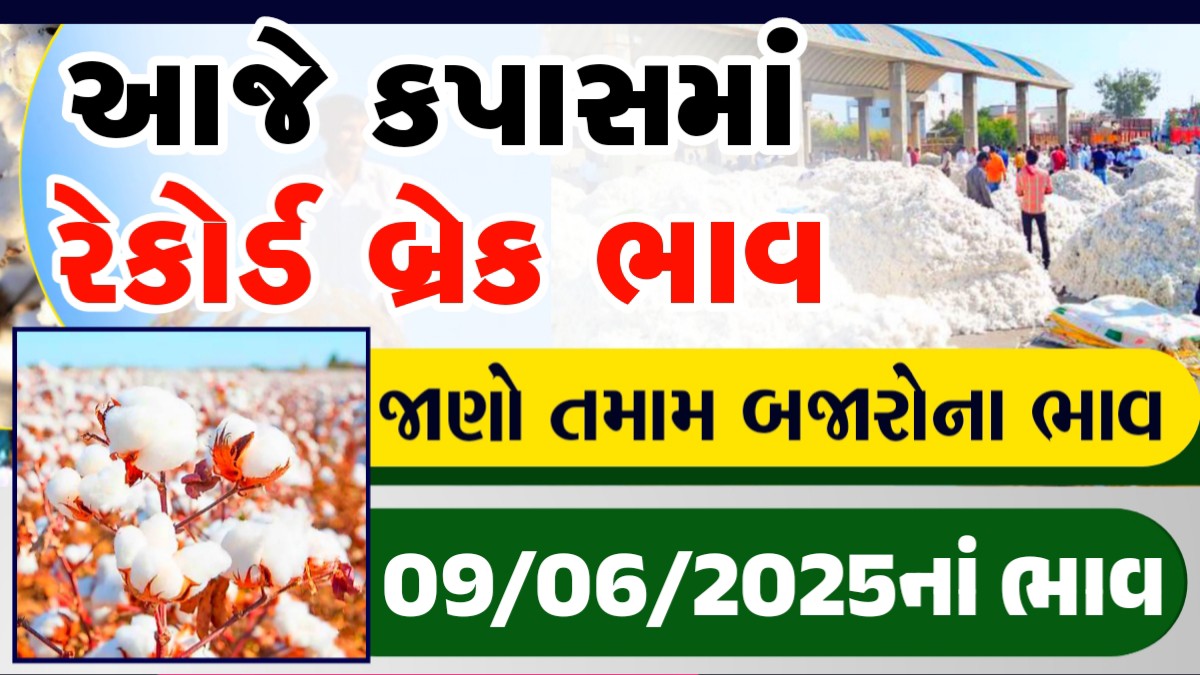 rajkot kapas na bhav