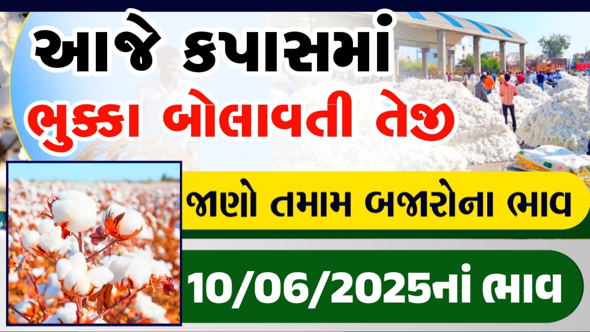 rajkot kapas ka bhav
