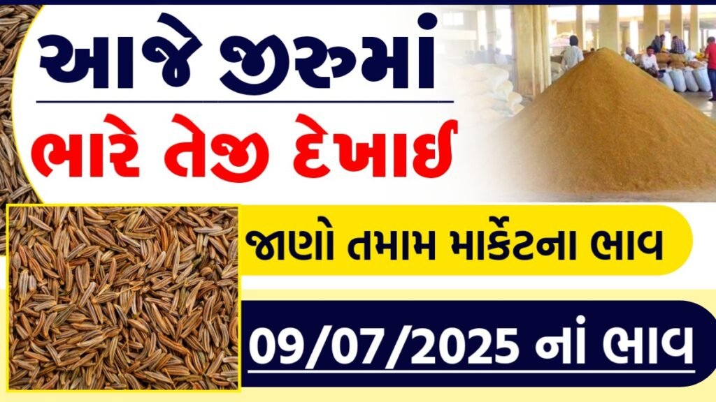 jiru bajar bhav today