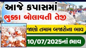 kapas bhav today amreli