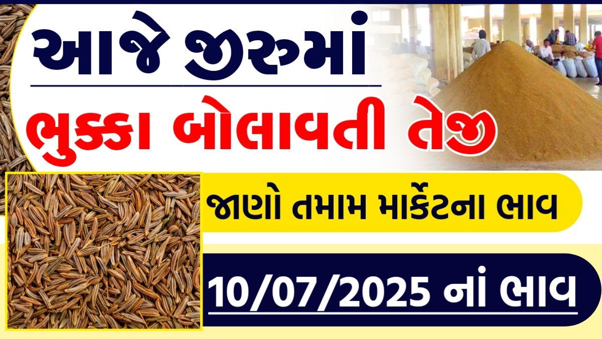 jiru bajar bhav today