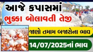 apmc cotton rate today