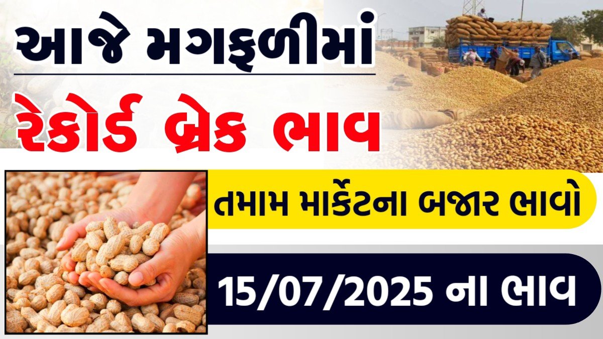 magfali rate in gujarat
