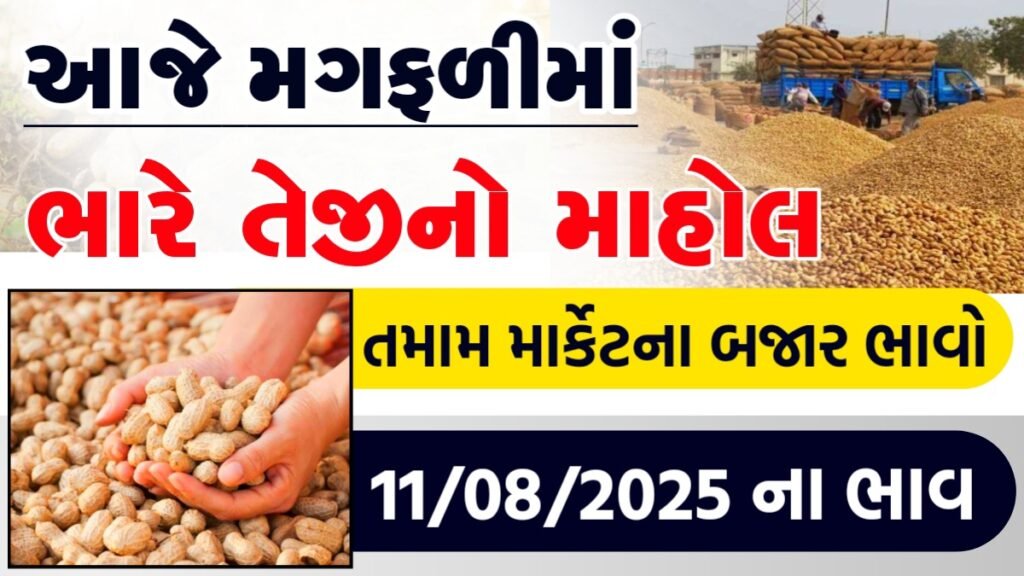 magfali bhav today