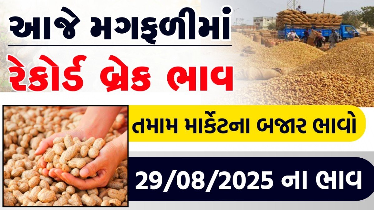 rajkot magfali bhav