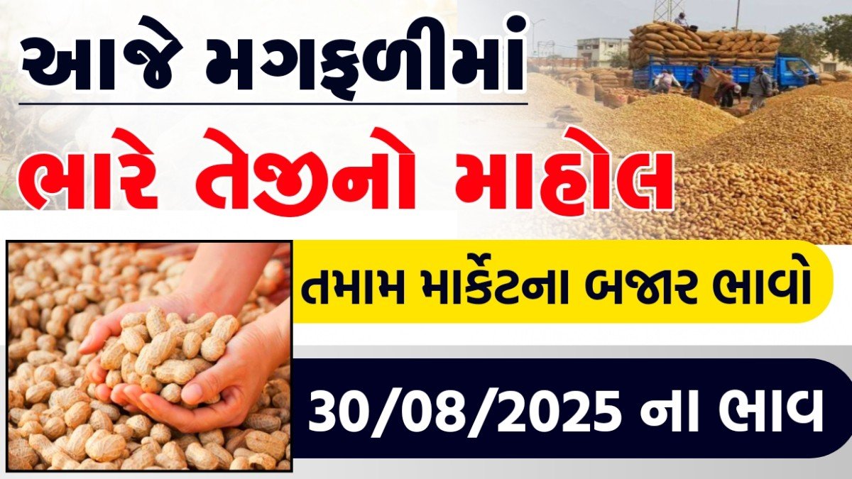 peanuts latest market price