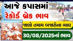 cotton market live